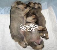 Cachorros de Cloe