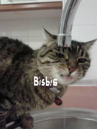 Bisbis
